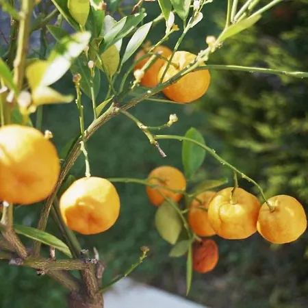 Schmid Ξενοδοχείο Bad Bellingen