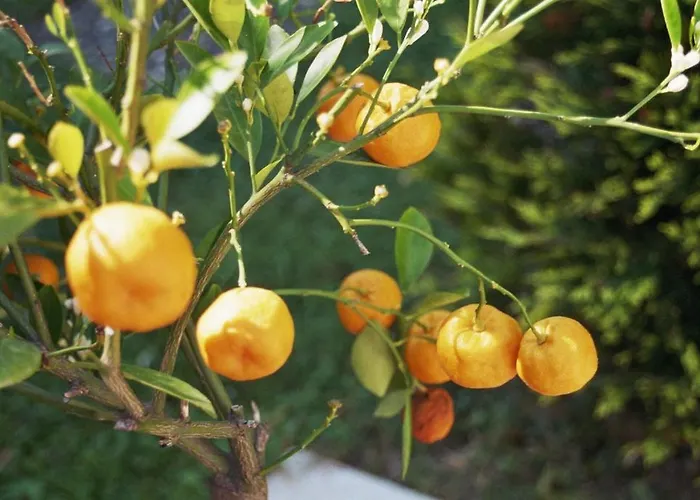 Schmid Hotell Bad Bellingen