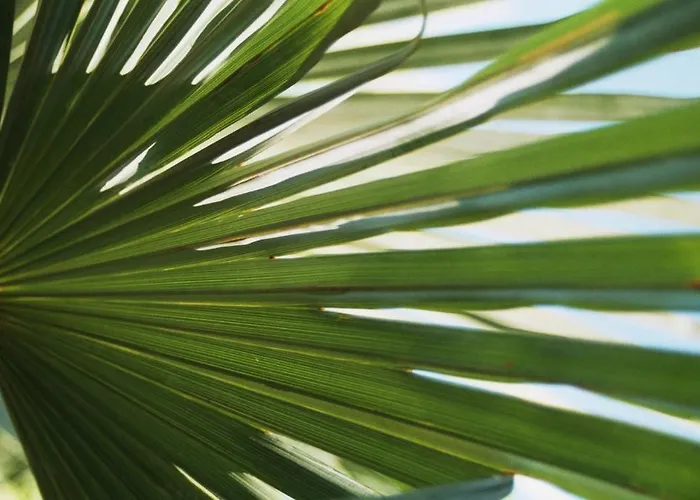 Schmid Bad Bellingen